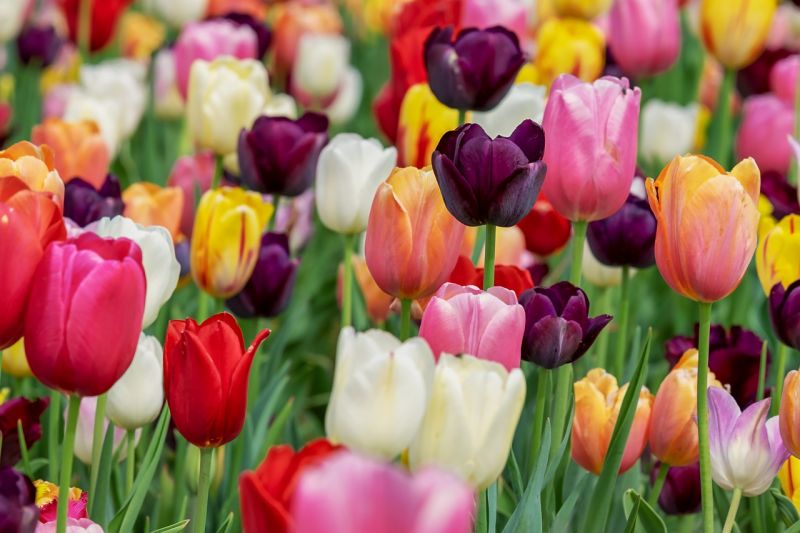 Tulipánszüret Kőröshegyen - ELMARAD - tulipán rendelhető